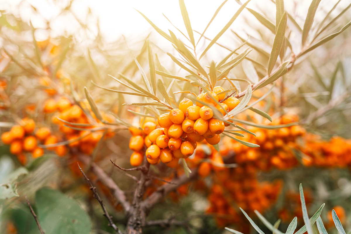 Superfood-Sanddorn: Wie du mit dieser kleinen Beere große Wirkungen erzielst